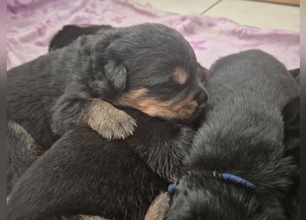 Rottweiler Schäferhund Mischling