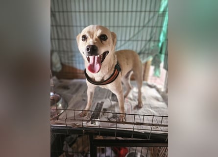Olandesina: verschmuster Anfängerhund
