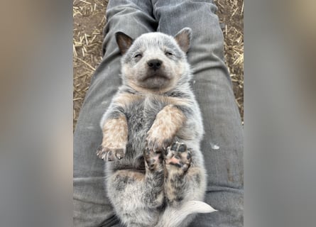 Australian Cattle Dog Rüde