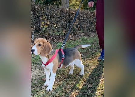 Beagel Hundin