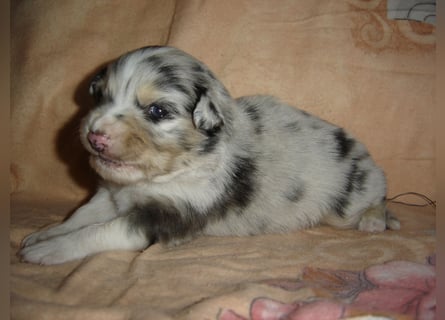 Traumhafte Mini Aussie Welpen,alle Farben, aus seriös. Zucht!