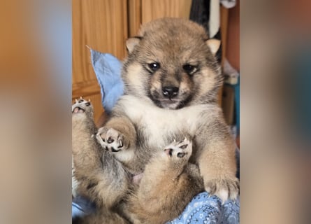 Shiba inu Welpen.   vom Haus Joe   ,Liebhaberzucht