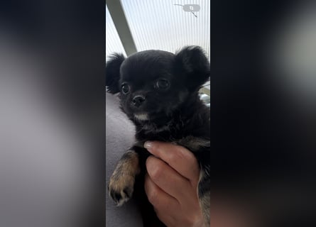 Chihuahua Welpen