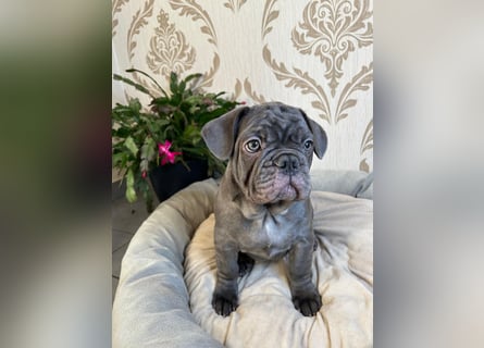 Französische Bulldoggen Welpen