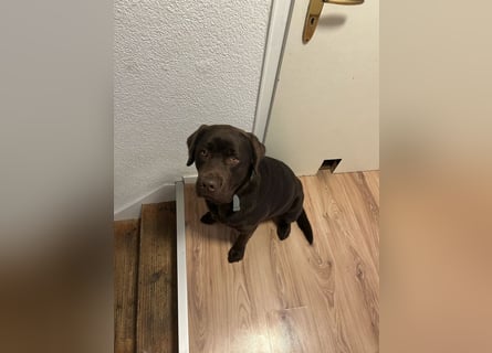 Therapie Hund Eignung 14 Monate Labrador Rüde Mega lieb
