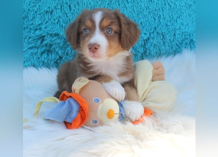 Super schöne Miniature Australian Shepherd Schmusebärchen aus liebevoller Hausaufzucht .