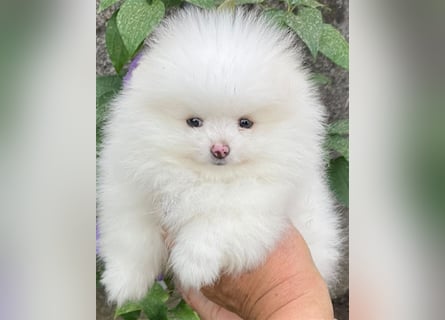 Pomeranian Zwergspitz