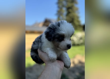 Einzigartige Mini Aussies