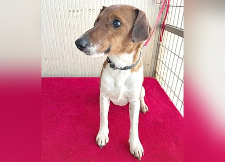 ❤️ PEPE braucht viel Liebe - 2 Jahre, 38cm/7kg - Foxterrier