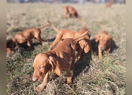 Magyar Vizsla Welpen suchen ab Mitte März ein neues liebevolles Zuhause