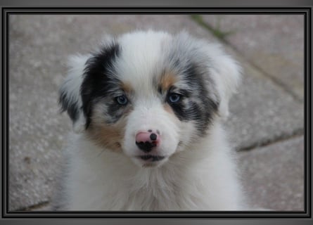 Australian Shepherd - Traumwelpen -KEINE Arbeitslinie-aus langjähriger Familienaufzucht.