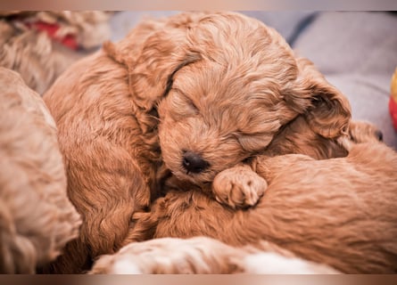 5 Wunderschöne Maltipoo-Welpen suchen ein neues, liebevolles Zuhause!