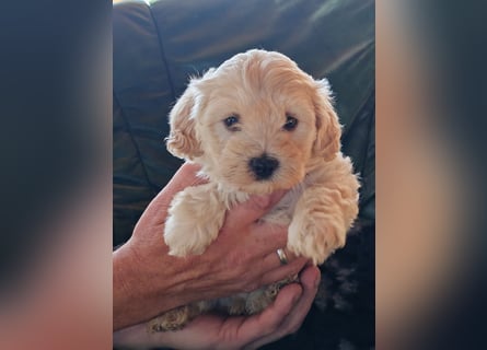 Wunderschöne Maltipoo Welpen