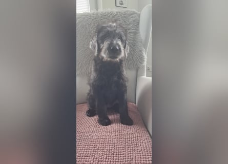 Labradoodle Welpen