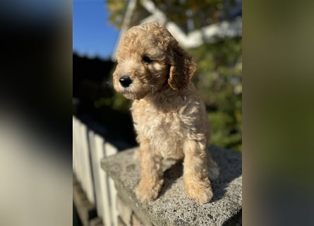 GoldenDoodle Welpen 