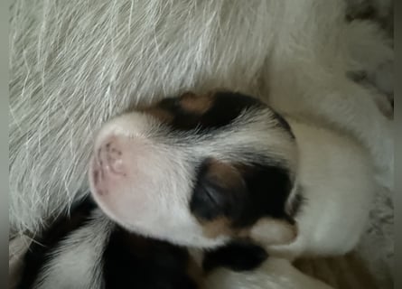 Jack Russell Terrier Welpen mit Papieren