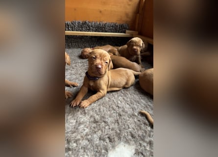 Magyar Vizsla aus Jagdlicher Leistungszucht. Ein Rüde sucht noch sein perfektes Zuhause