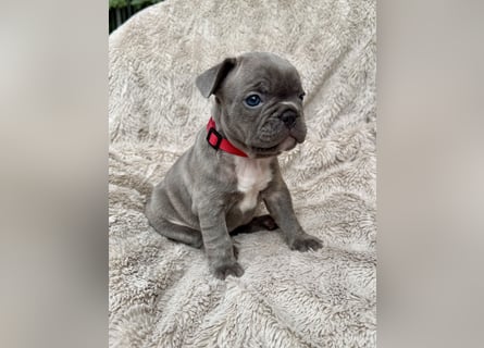 Gesunde Sportliche Französische Bulldog Hündin aus Familienzucht!