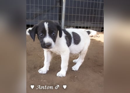 Ada, Andrea, Annie, Anton, Albert und Argos  suchen ab Mitte November ein Zuhause