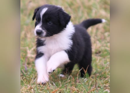 Australian Shepherd Welpe (reinrassig)