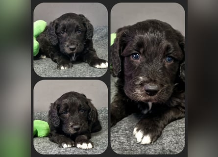 Aussiedoodle Traum ! Bezaubernde Welpen in tollen Farben aus erfahrener+überprüfter Familienaufzucht