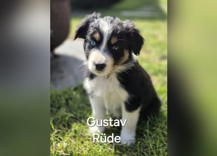 Australian Shepherd Welpen