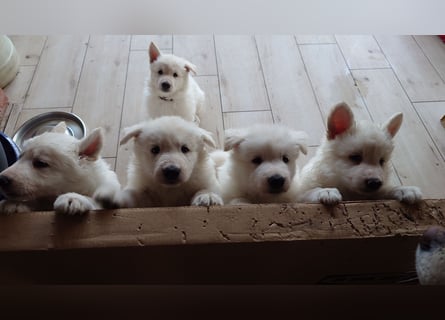 Welpen Weiße Schweizer Schäferhunde