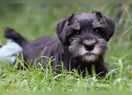 Molly - bezauberndes Zwergschnauzer- Mädchen sucht ab sofort ihr Für-Immer-Zuhause