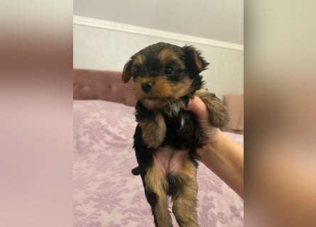 Reinrassige, bezaubernd schöne Yorkshire Terrier Welpen zu verkaufen