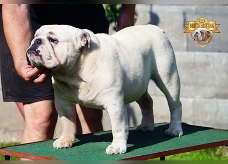Junge reinrassige Englische Bulldogge FCI sucht ein liebevolles Zuhause und Familie