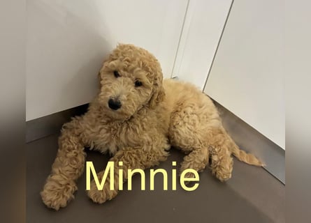 Goldendoodle apricot, eine Hündin, Welpe, abgabebereit Golden Doodle