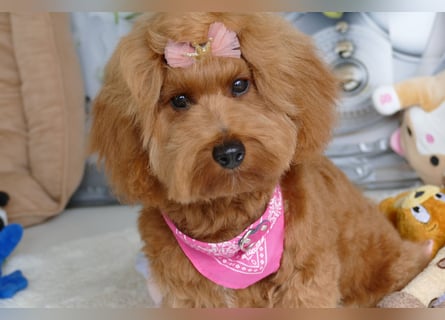 Wunderschöne Havapoo Welpen ähnlich Maltipoo (Toypudel/Zwergpudel + Havaneser)