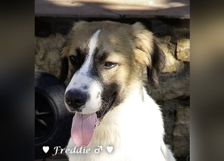 Felix und Freddie suchen absofort ein Zuhause