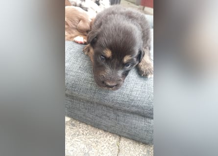 Australian shepherd border colli mix welpen Mitte Mai