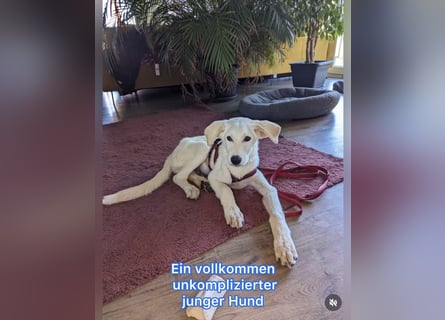 Carlo – ein kluger Dreikäsehoch auf der Suche nach seinem Platz im Leben (auf PS PLZ 87763)