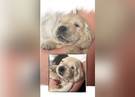 Golden Retriever Welpen aus excellenter Verpaarung