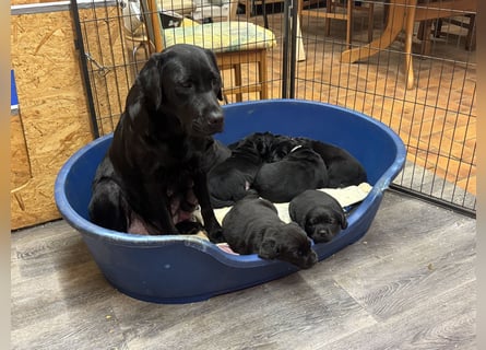 2 Labrador Retriever Weibchen Welpen mit Ahnenpass, Eltern HD, ED, PL, OCD, Augen und Genetisch frei