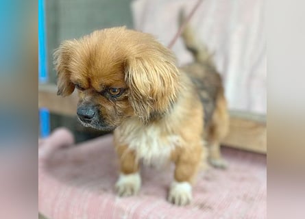 ❤️ kleiner Herzensbrecher PADDY - 8 Jahre, 30cm/8kg - Pekinese