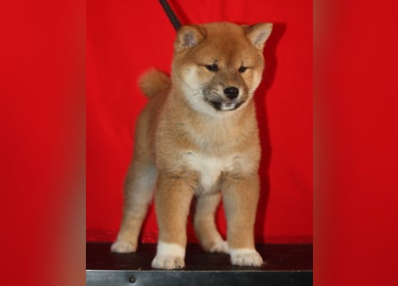 Shiba männlich