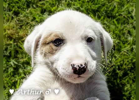 Annie und ihre Geschwister suchen ein Zuhause