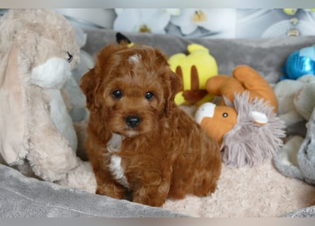 Wunderschöne Cavapoo Welpen F1 (Toypudel/Zwergpudel + Cavalier King Charles Spaniel) mit Ahnentafel