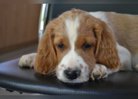 Sportlicher Familienhund - Irish Red and White Setter