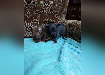 Reinrassige Chihuahua Welpen, Papiere, verkaufen