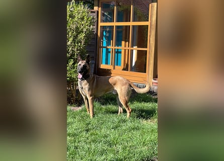 Malinois 