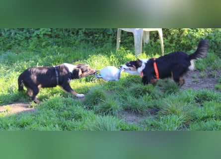 Miniature Australian Shepherd Welpen aus liebevoller Hausaufzucht ohne Abstammungsnachweis.