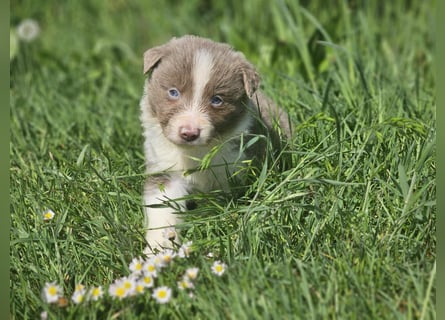 Border Collie Welpen -  Rüden und Hündin