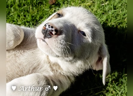 Annie und ihre Geschwister suchen ein Zuhause