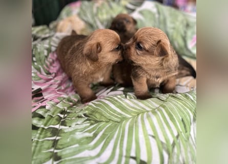 Norfolk Terrier Welpen aus der Zucht VILMHOF FCI