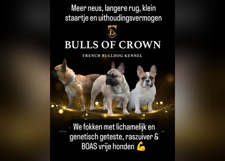 Französische Bulldogge reinrassig FCI (körperlich/genetisch getestet)
