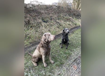 Labrador Welpen reinrassig Rüde Silber NRW Düsseldorf Köln Kleinanzeige